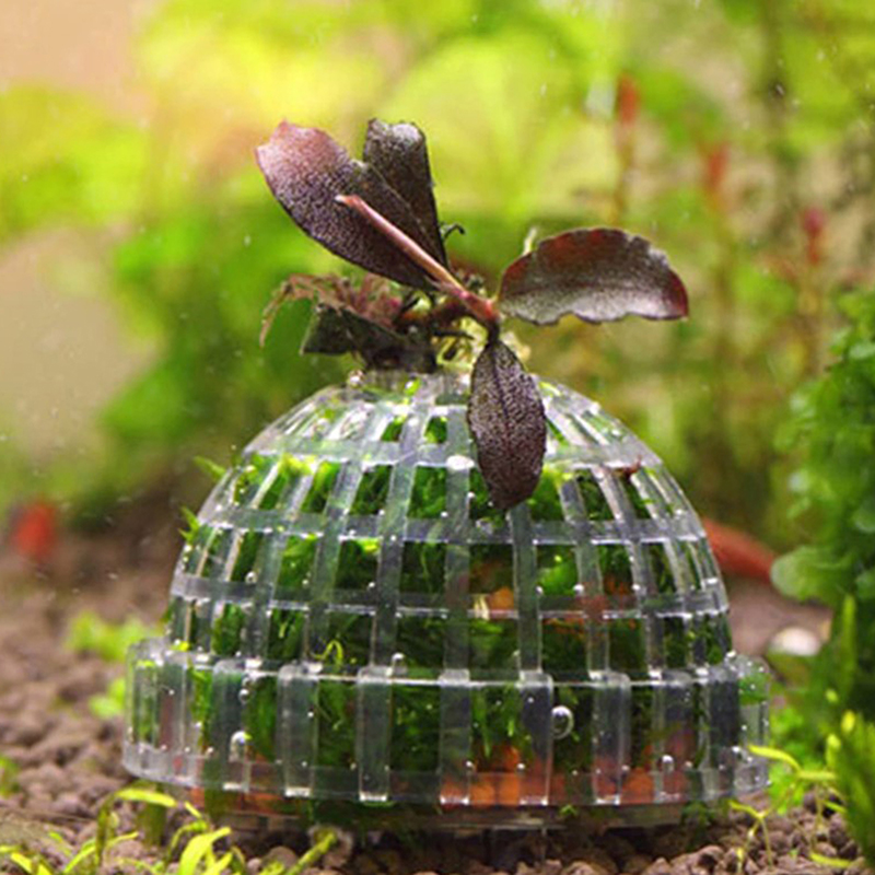 Hot Sale Aquatic Pet Supplies  - Aquarium Plants For Sale review and price