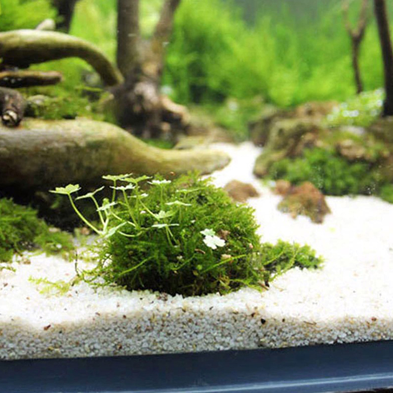 1pc Aquatic Pet Supplies Decor - Planted Aquarium Models review and price