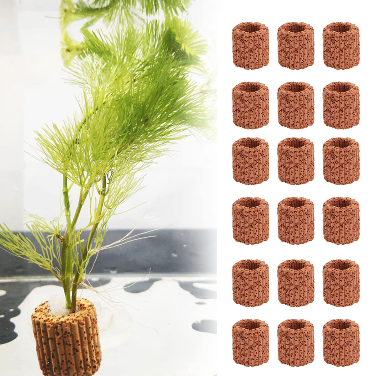 10/20Pcs Aquatic Water Plant F - Aquarium Plant Display review and price