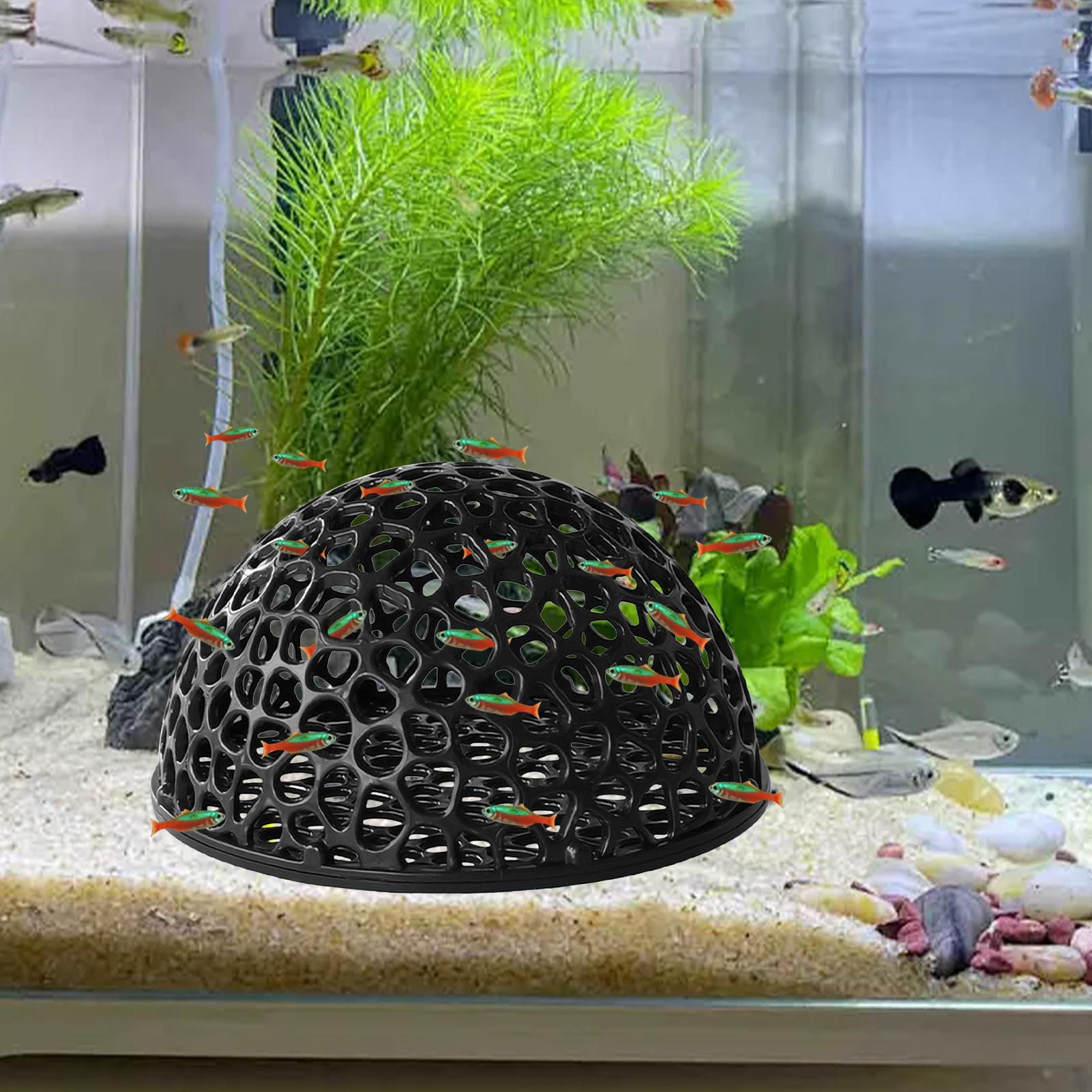 Aquarium Shrimp Hide Aquarium  - Aquarium Planted Seeds review and price