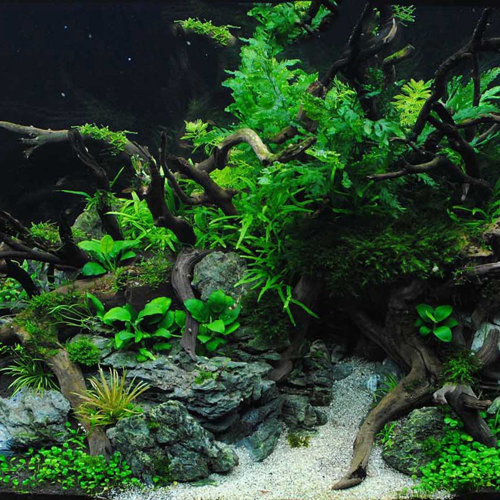 1 Pcs Wood Reptile Fish Tank O - Aquarium Plants review and price