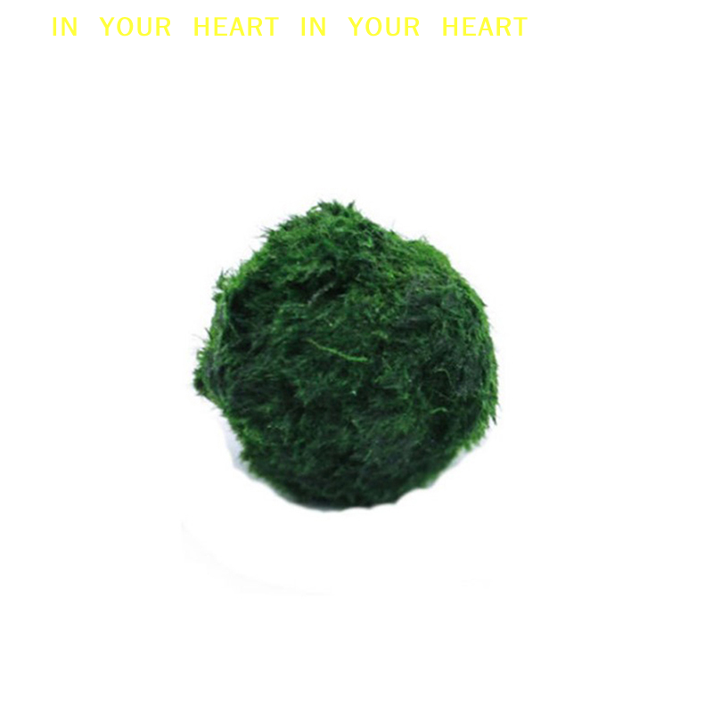 【X】3-4cm Marimo Moss Balls Liv - Planted Aquarium Moss review and price