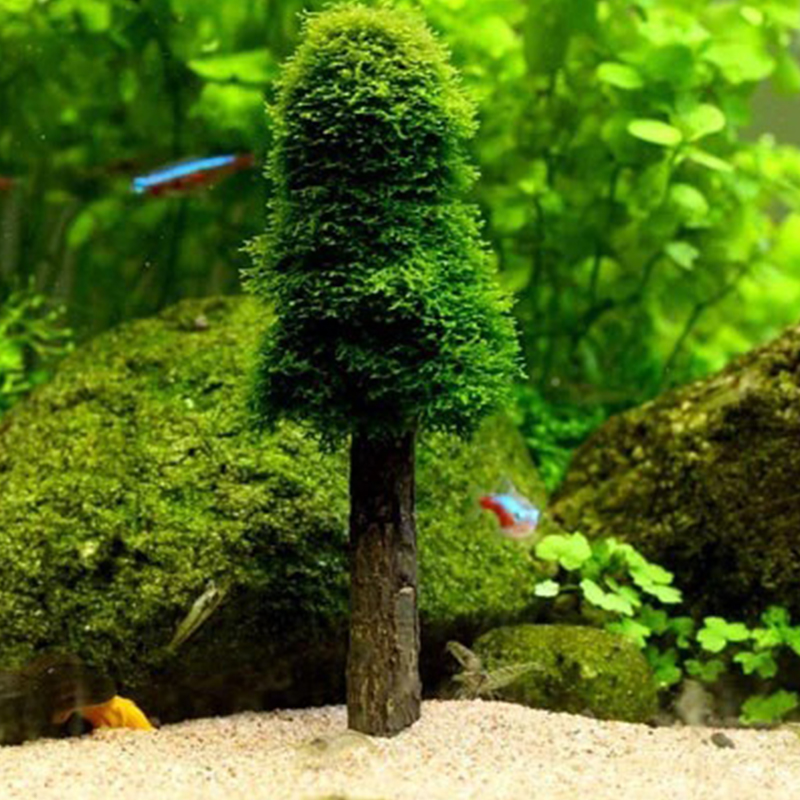 Aquarium Tank Landscape Decor  - Planted Aquarium Moss review and price
