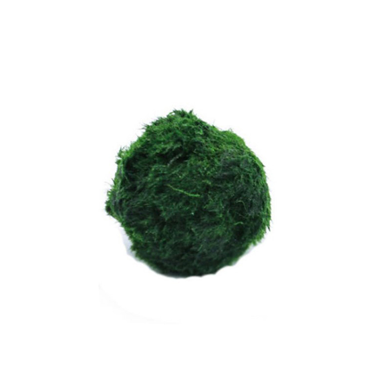 Marimo Moss Balls Live Aquariu - Planted Aquarium Moss review and price