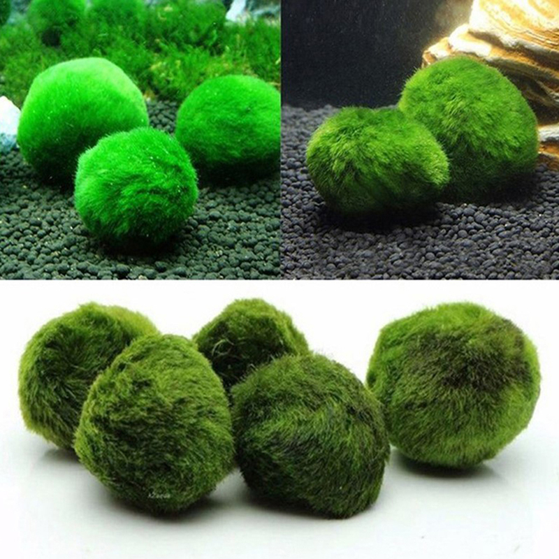 Marimo Moss Balls Live Aquariu - Planted Aquarium Moss review and price