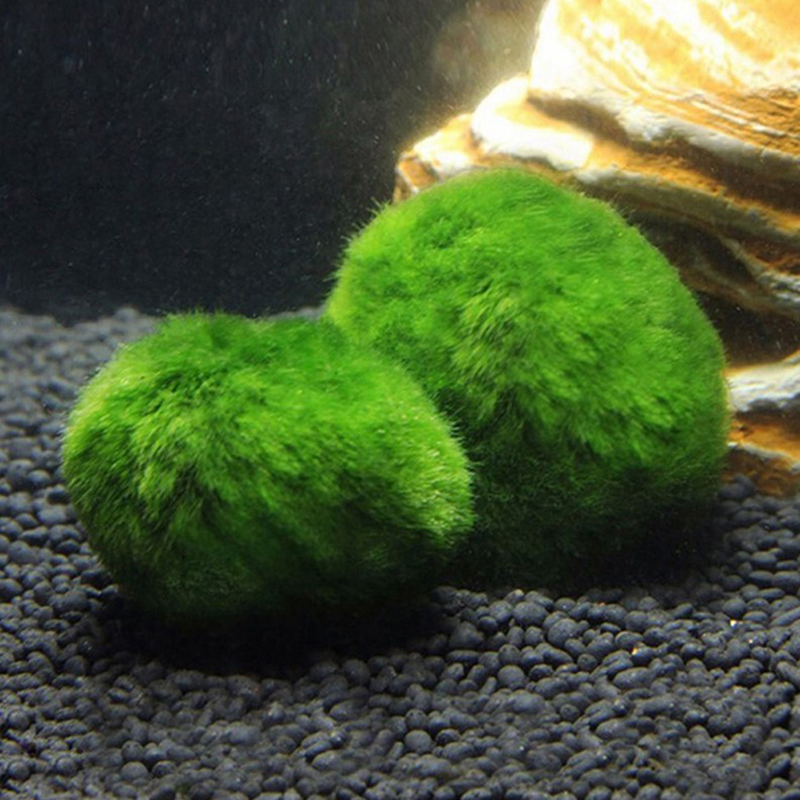 Marimo Moss Balls Live Aquariu - Planted Aquarium Moss review and price