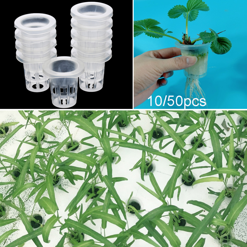 10/50pcs Garden Supplies Aquar - Aquarium Planted Seeds review and price