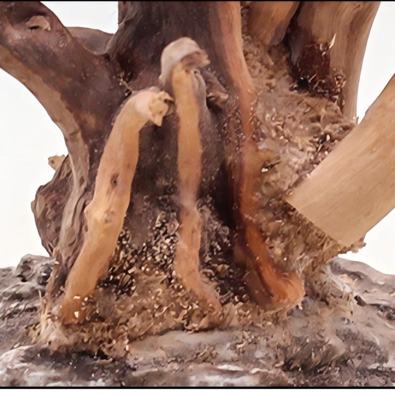 1PC Aquarium Landscaping Wood  - Aquarium Plant Root Tabs review and price