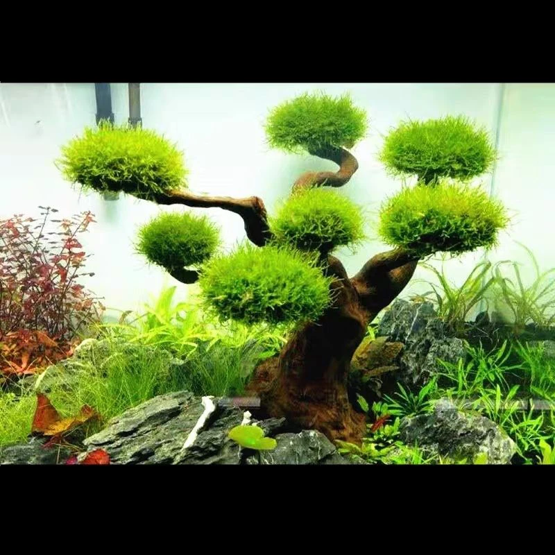 Aquarium Driftwood Landscaping - Aquarium Plant Root Tabs review and price