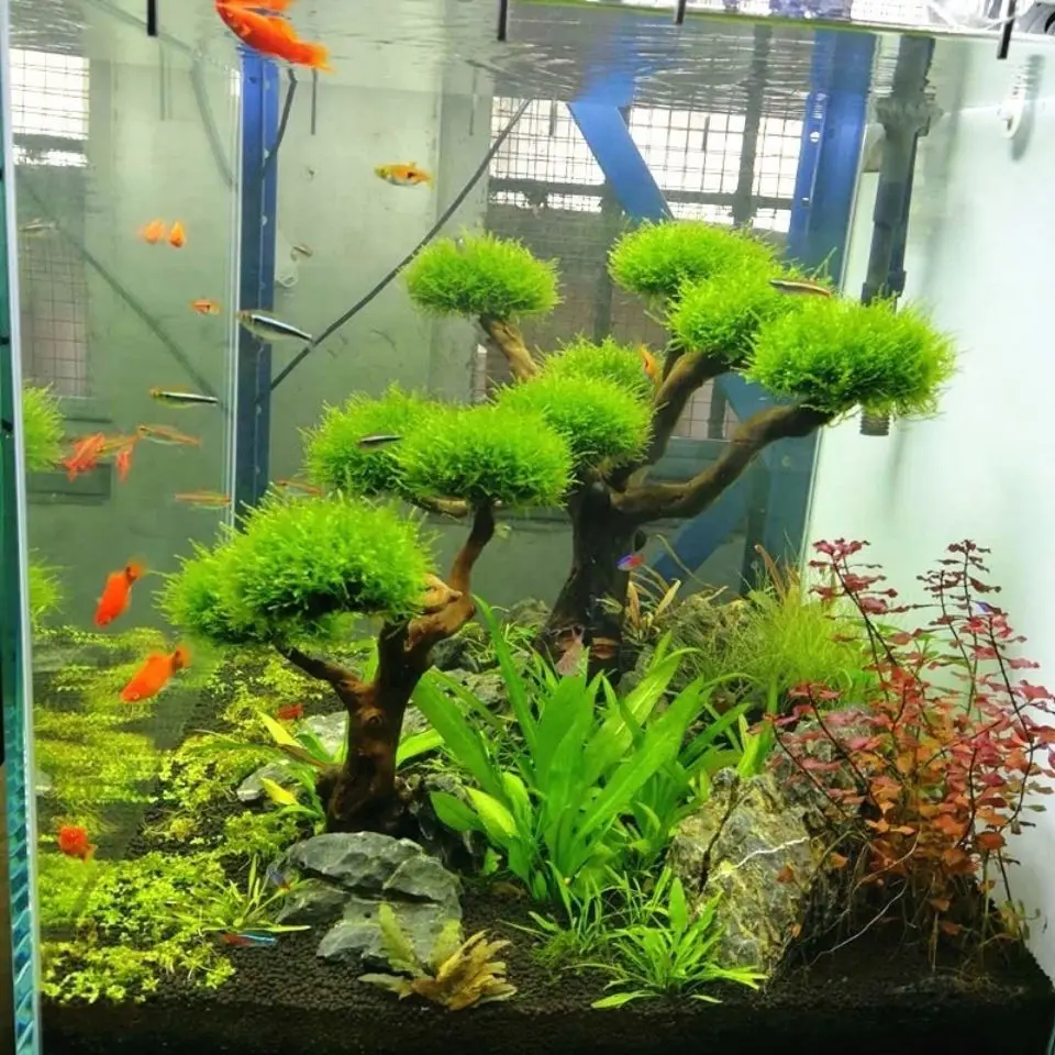 Aquarium Driftwood Landscaping - Aquarium Plant Root Tabs review and price