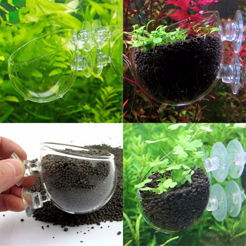 Aquarium Hanging Plant Pot Gla - Aquarium Planted Seeds review and price