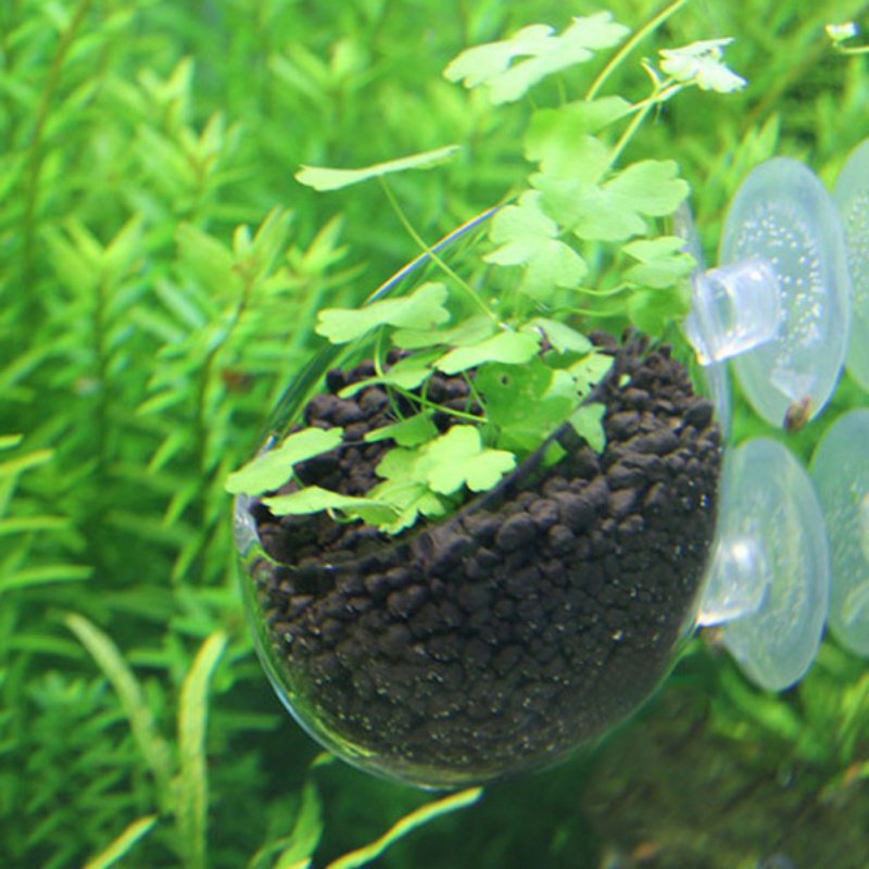 Aquarium Hanging Plant Pot Gla - Aquarium Planted Seeds review and price