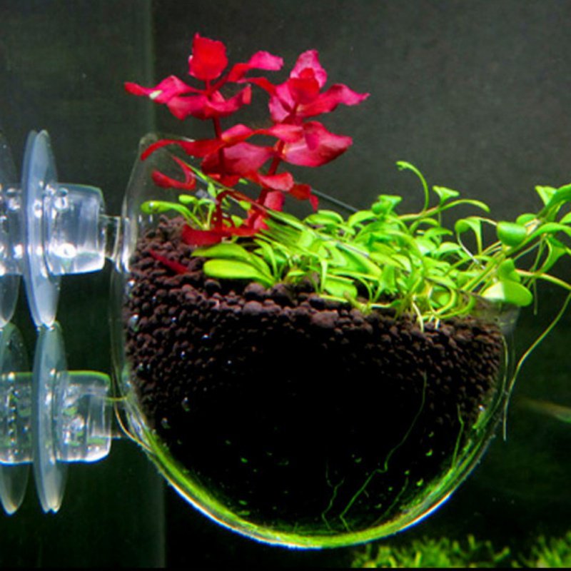 Aquarium Hanging Plant Pot Gla - Aquarium Planted Seeds review and price